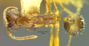 Media type: image; Entomology 20598   Aspect: habitus dorsal view